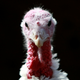 Image for article titled The Relative You Are Most Excited to Evade at Thanksgiving This Year